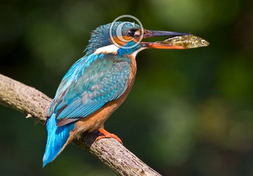 King Fisher DM0950